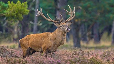 HUNTING